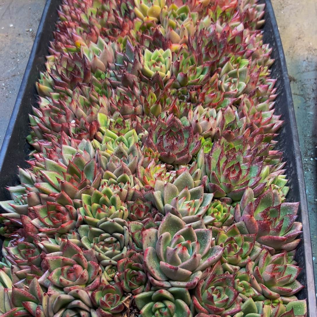 174多肉植物和植物在这里繁衍