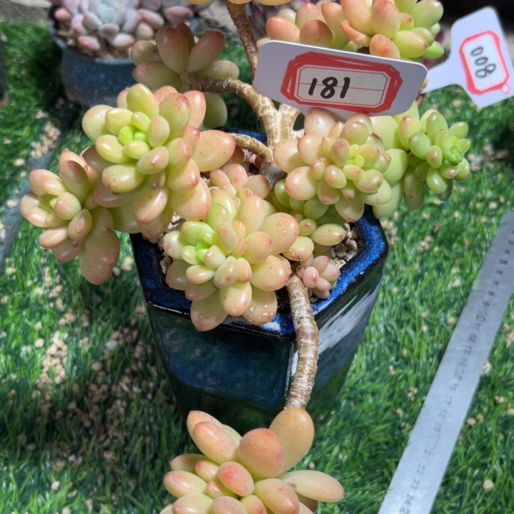 混***猫181造型香格里拉一物一拍39.9