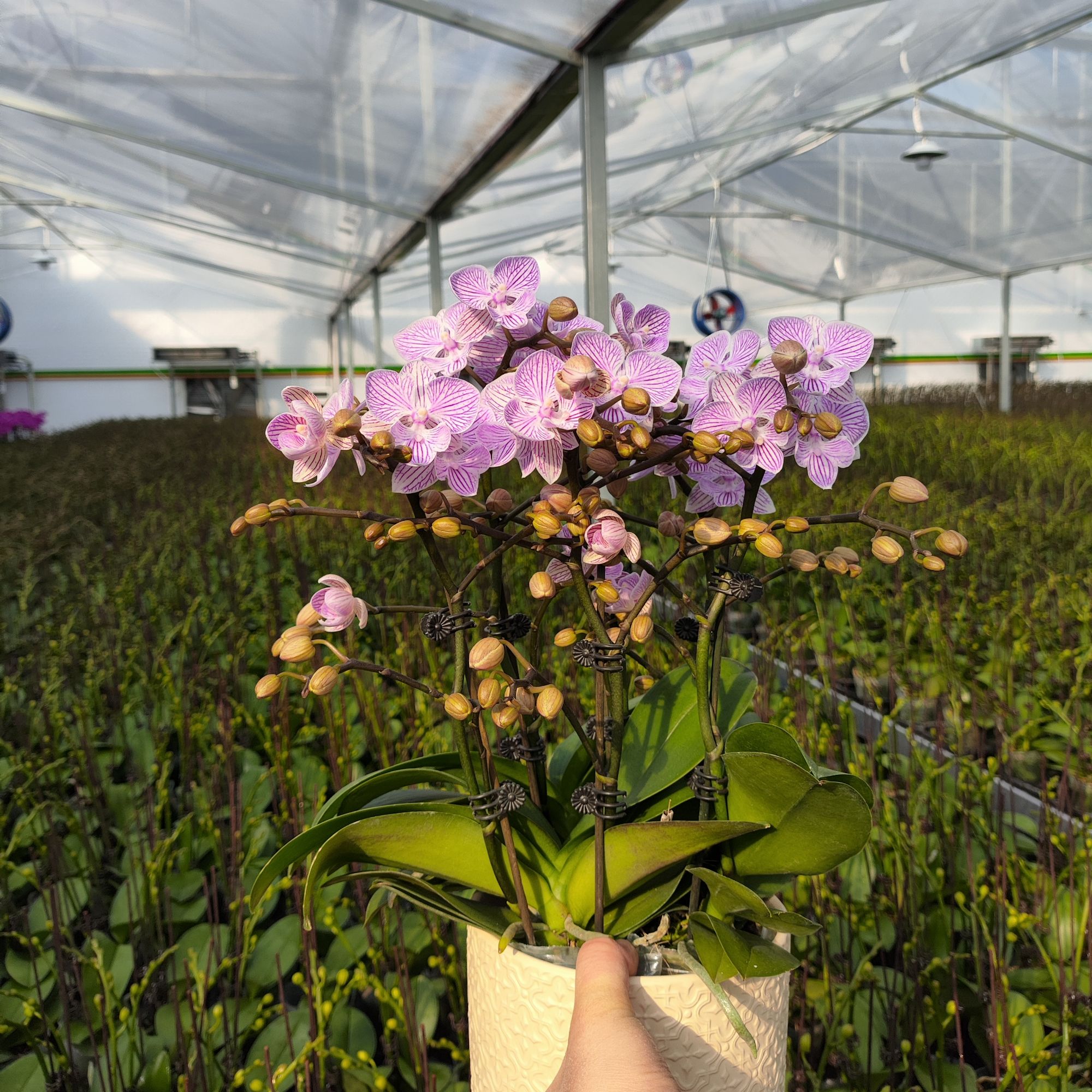 蝴蝶兰（樱花) 带线条文 带花带花苞，大舌头系列，基地直发