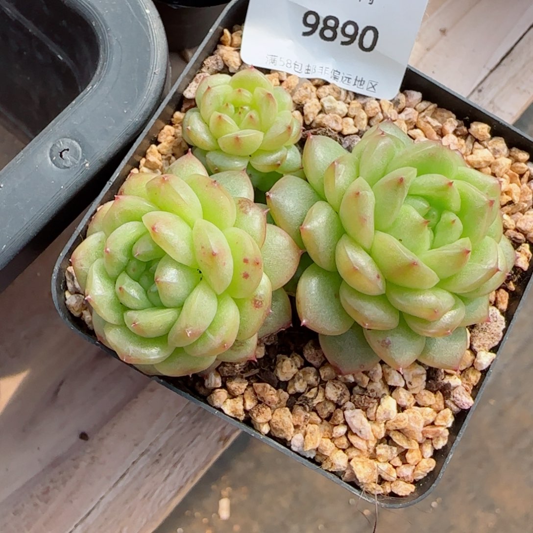 灯泡珍妮，9890多肉植物