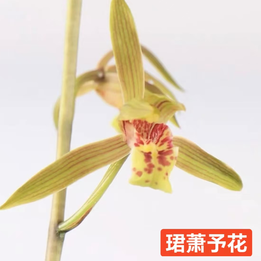 【珺萧予花】 惠兰 虎斑 金虎  一杆多花  艺草
