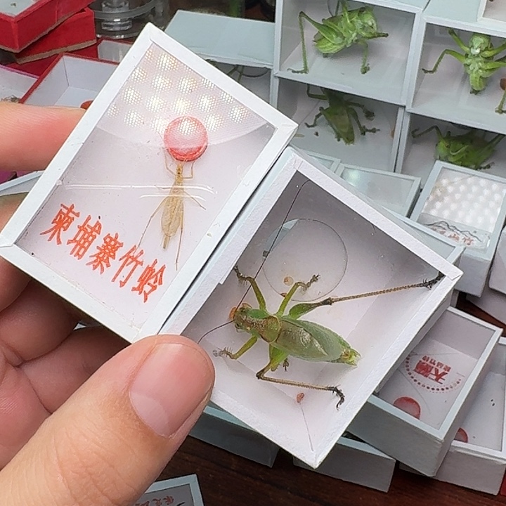 皓***旭蟋蟀一扎嘴一柬埔寨。 