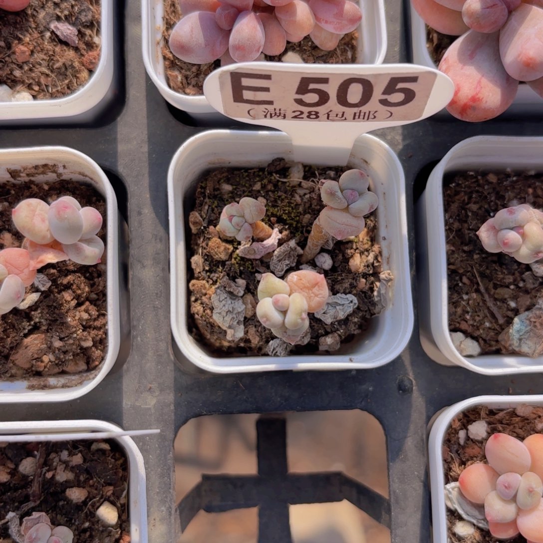 E505萤火虫一物一拍