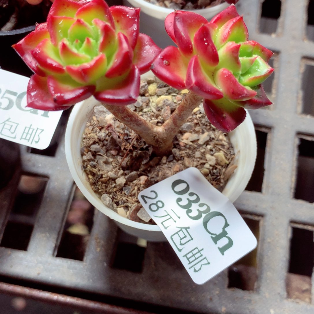 5厘米盆精控多肉0033