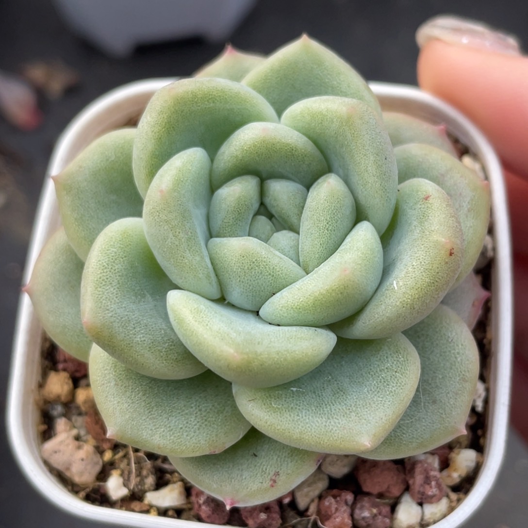 534号糖心冰心珍妮