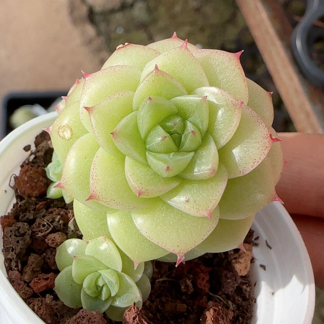 陈**儿【闪购商品】0218-54（ppt-28）