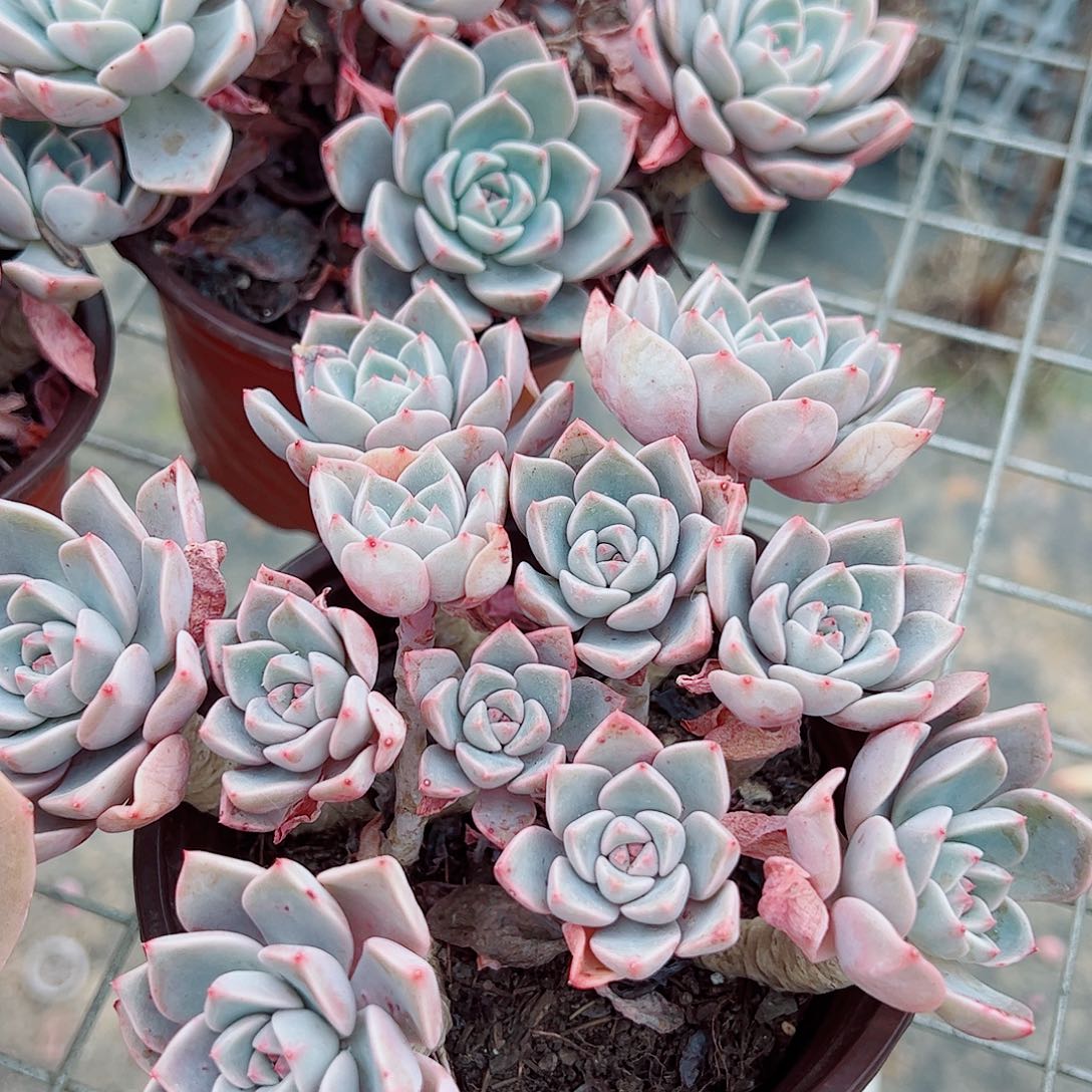 红粉佳人多头造型精品