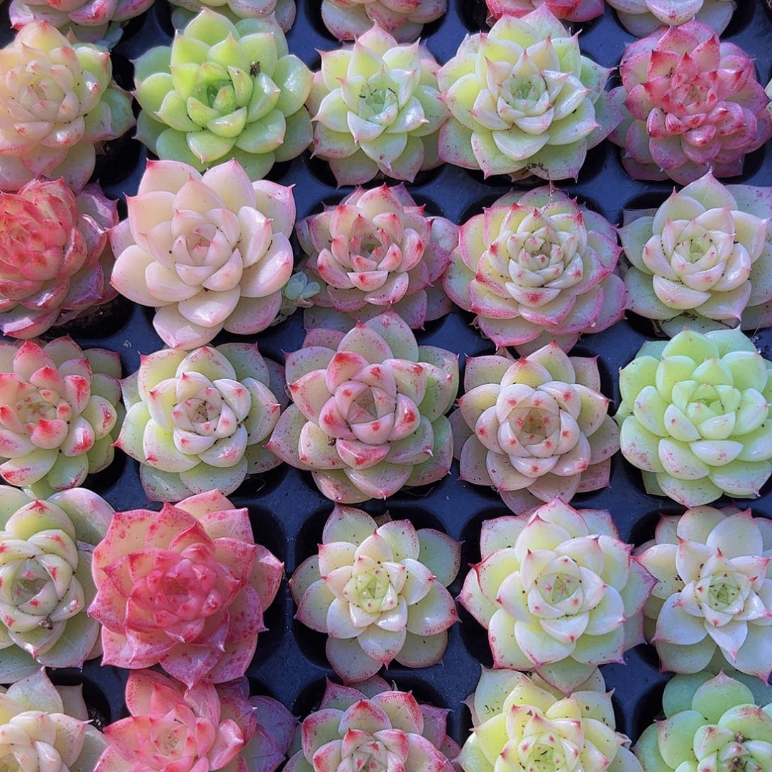 冰麦3代11颗19包邮多肉植物