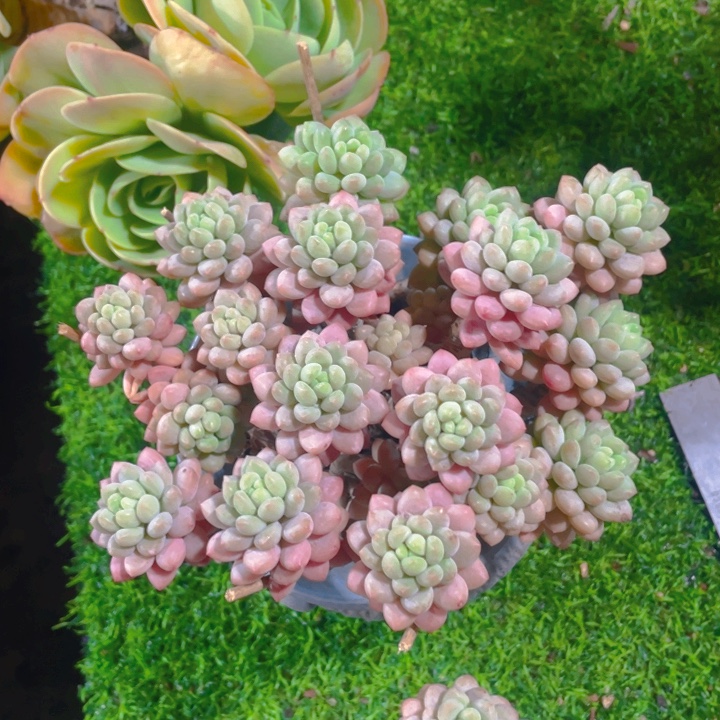 谢谢你的支持0000045