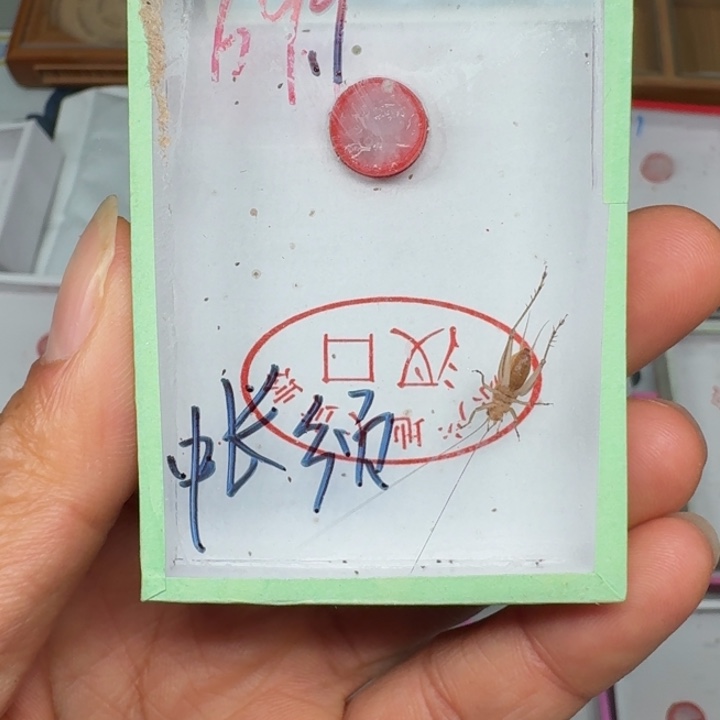 用***4蟋蟀蝈蝈我在外面111111