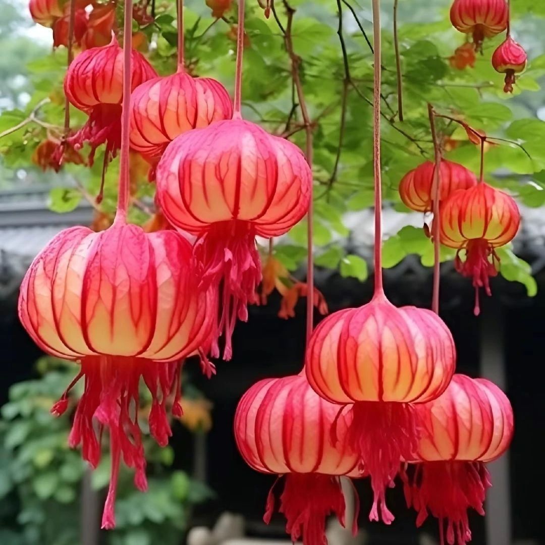 【新款】灯笼花四季开花宫廷室内庭院花苞阳台盆栽红灯笼花植物