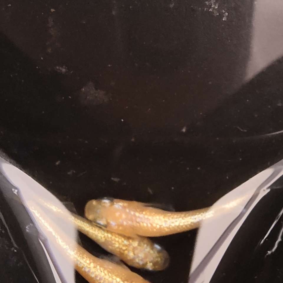 观背青鳉小型淡水观赏鱼不打氧好养活除油膜鱼观赏鱼适合新手
