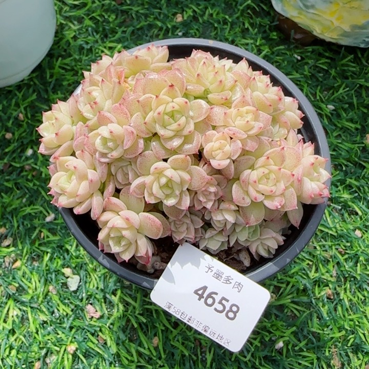 麦秆群，4658带盆发不包整