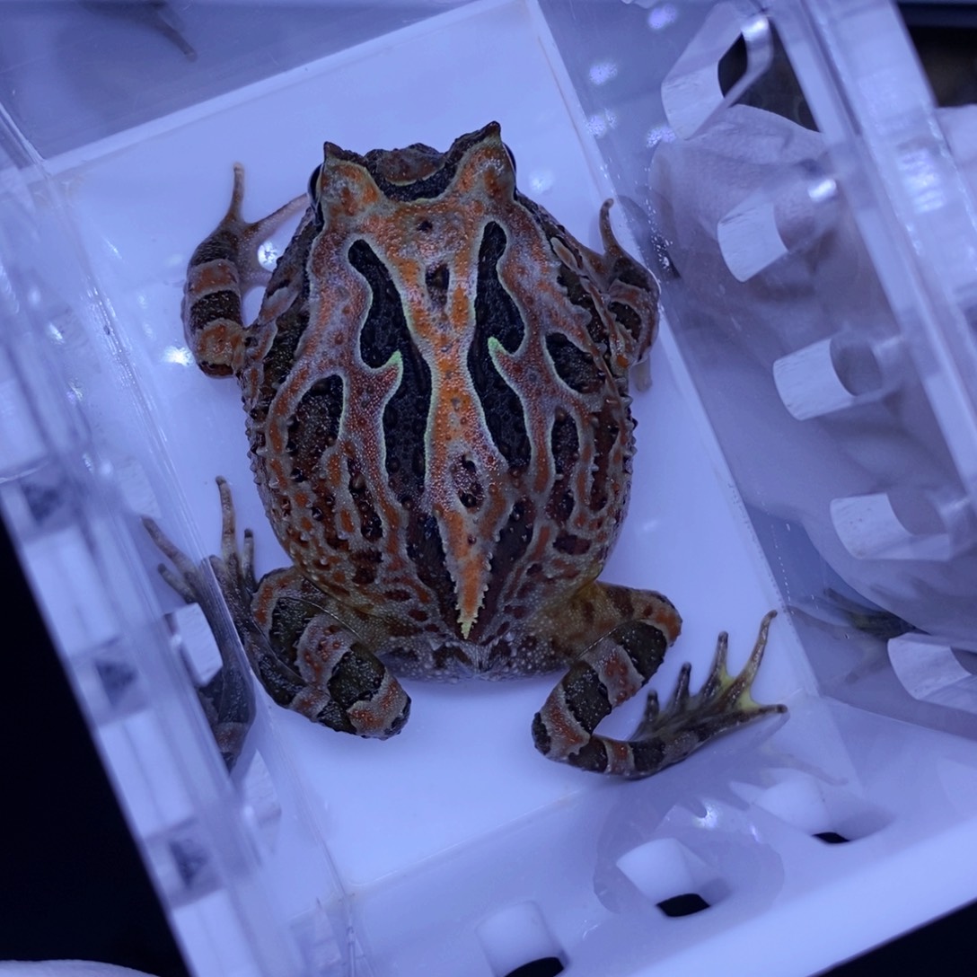 角蛙角蛙3-10cm闪购专享链接