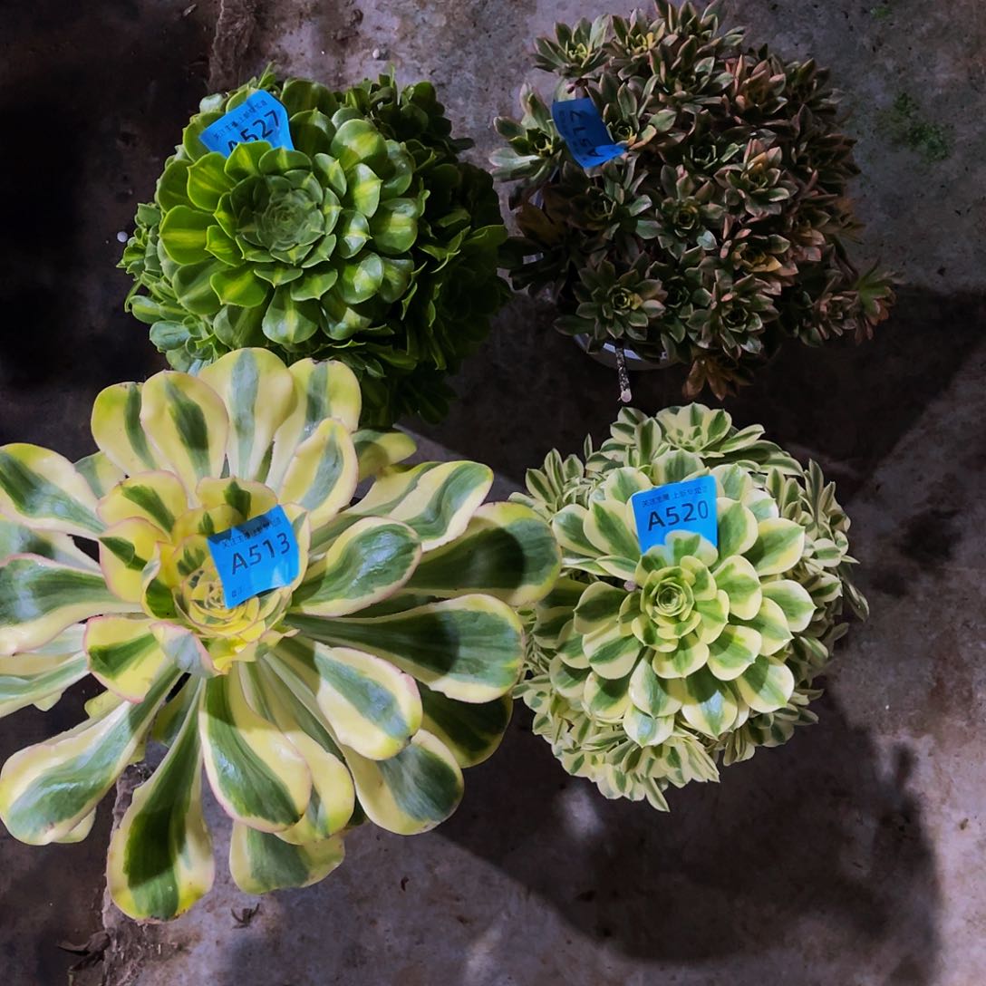 多肉艳姿锦513.520，527，517