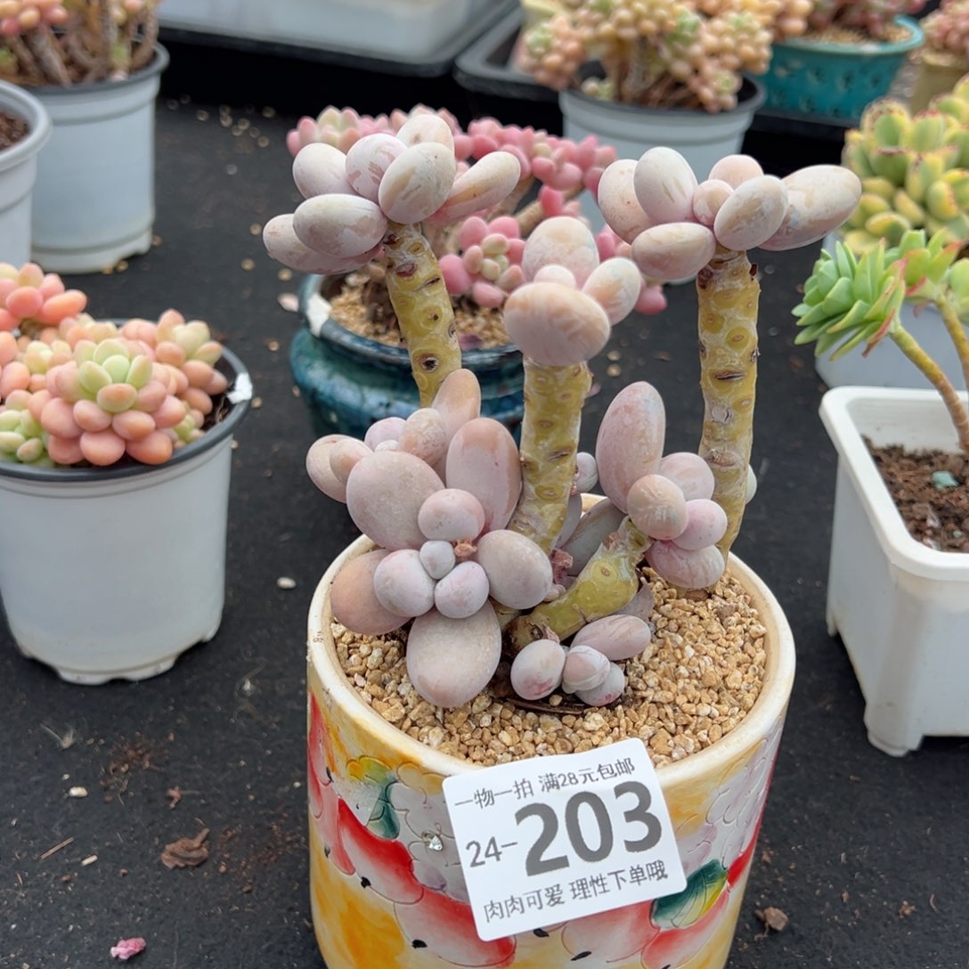 奶酪多肉多肉多肉多肉