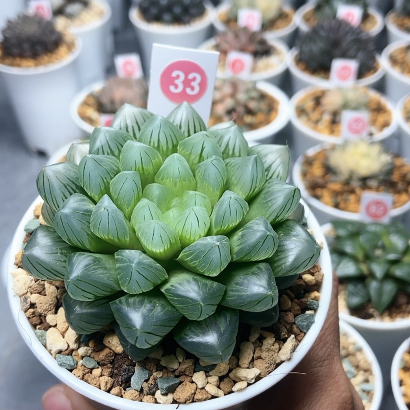 【闪购商品】33翡翠