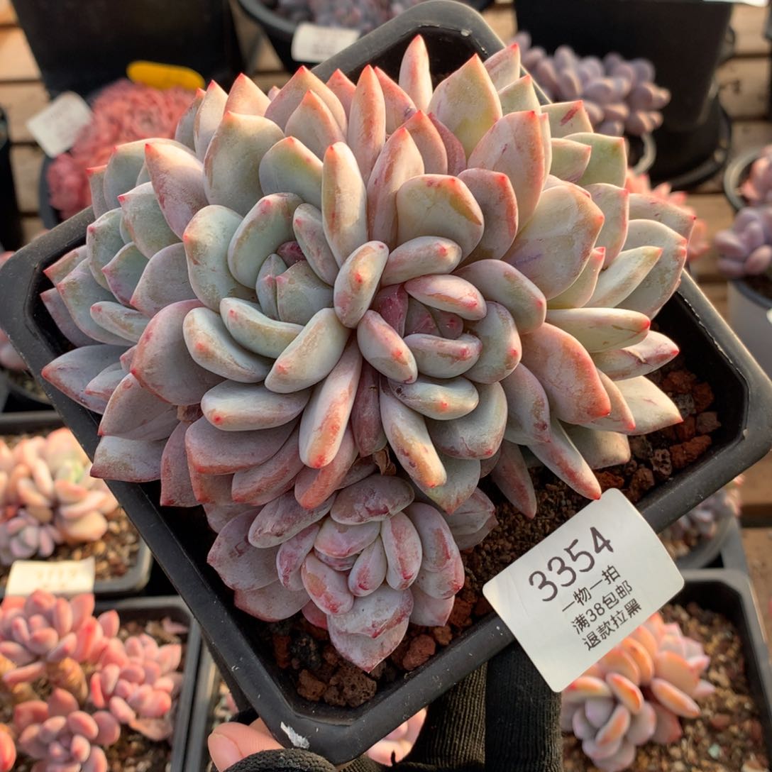 15厘米五头有砍星影3354