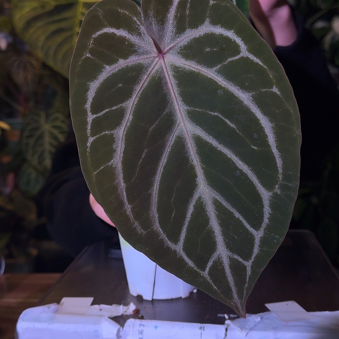 不开花植物C158skg银红杂银骑士