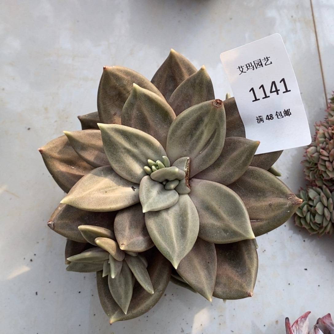 熙春群生无砍多肉多肉1141