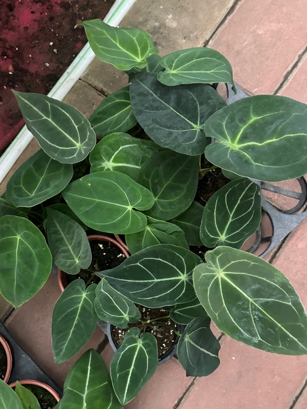 室内好养耐看的随机花烛绿植盆栽