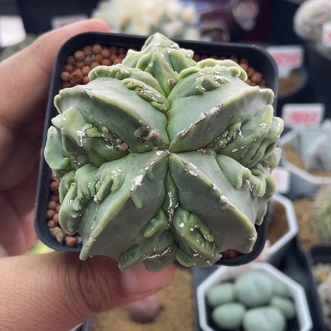 实生大核桃鸾凤玉仙人球