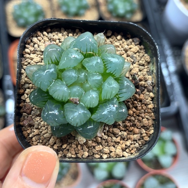 翠冰玉露多肉植物