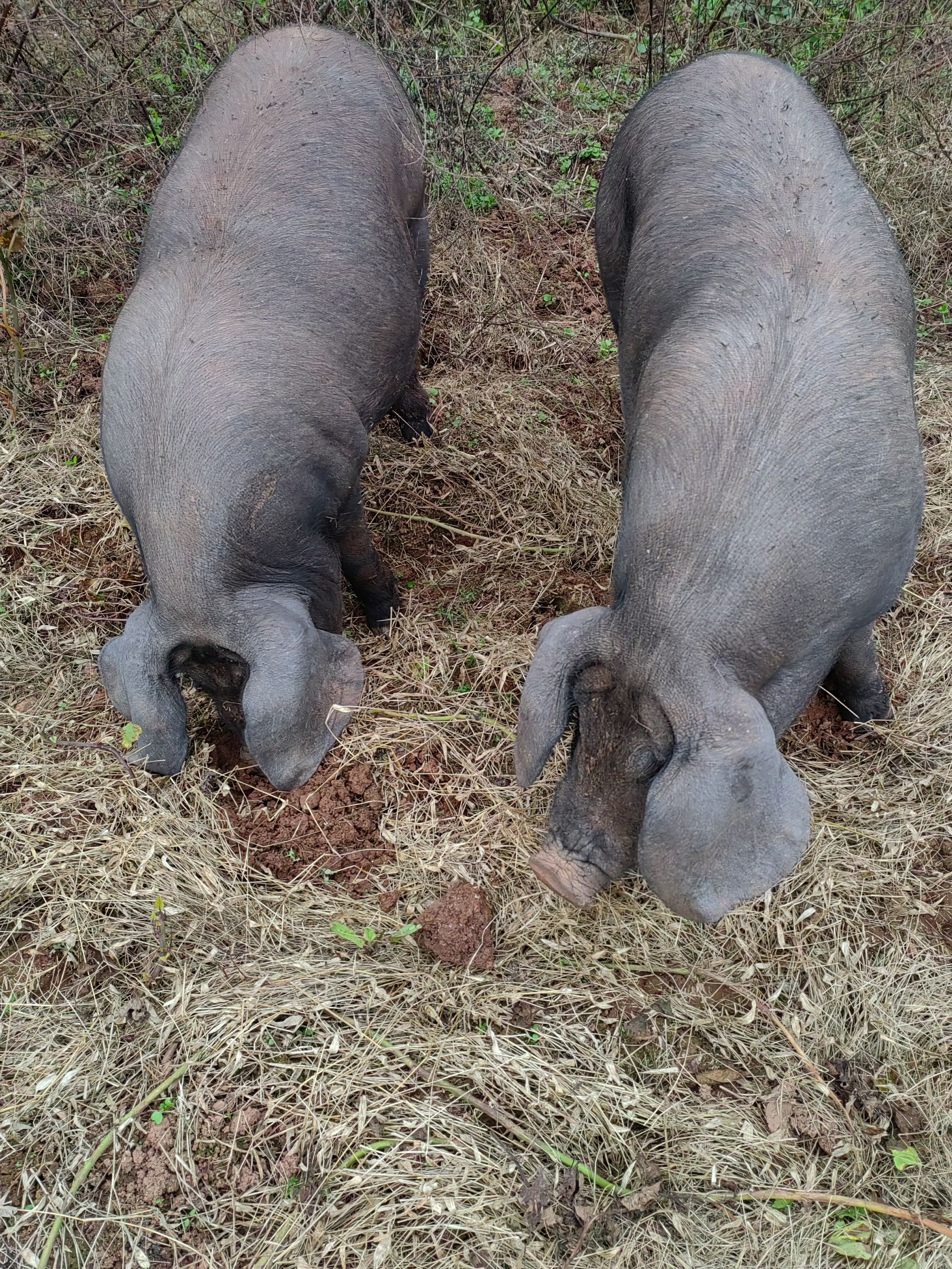 【欣家专属】      熟食跑山猪肉（现场称重，一物一拍，顺丰冷链）