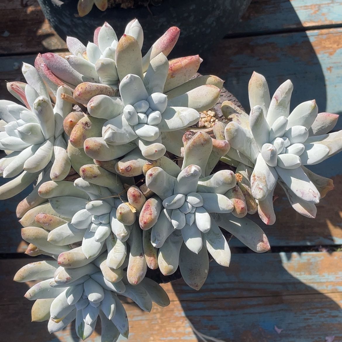 【闪购商品】花朵红拇指