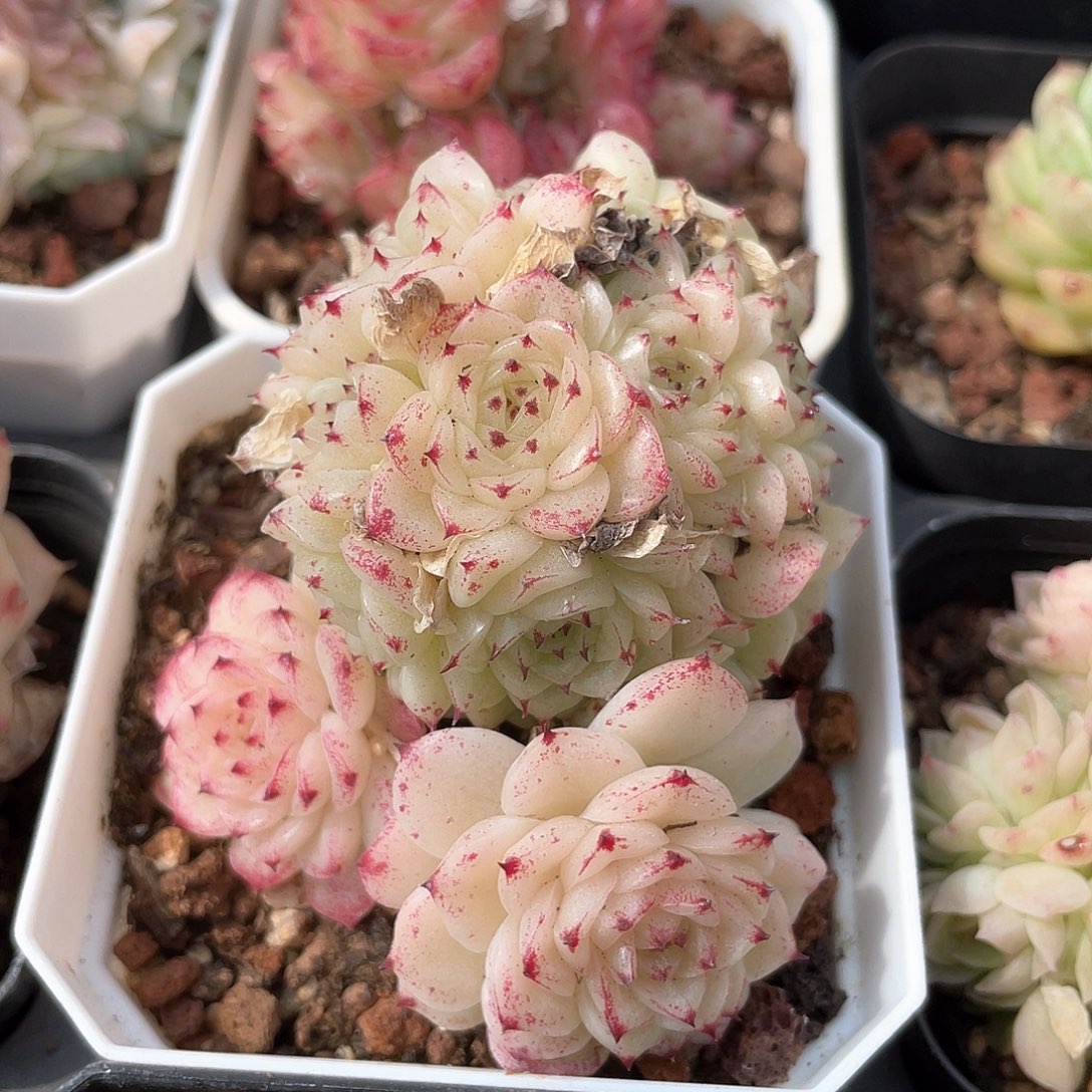 优选麦秆a111福利8123