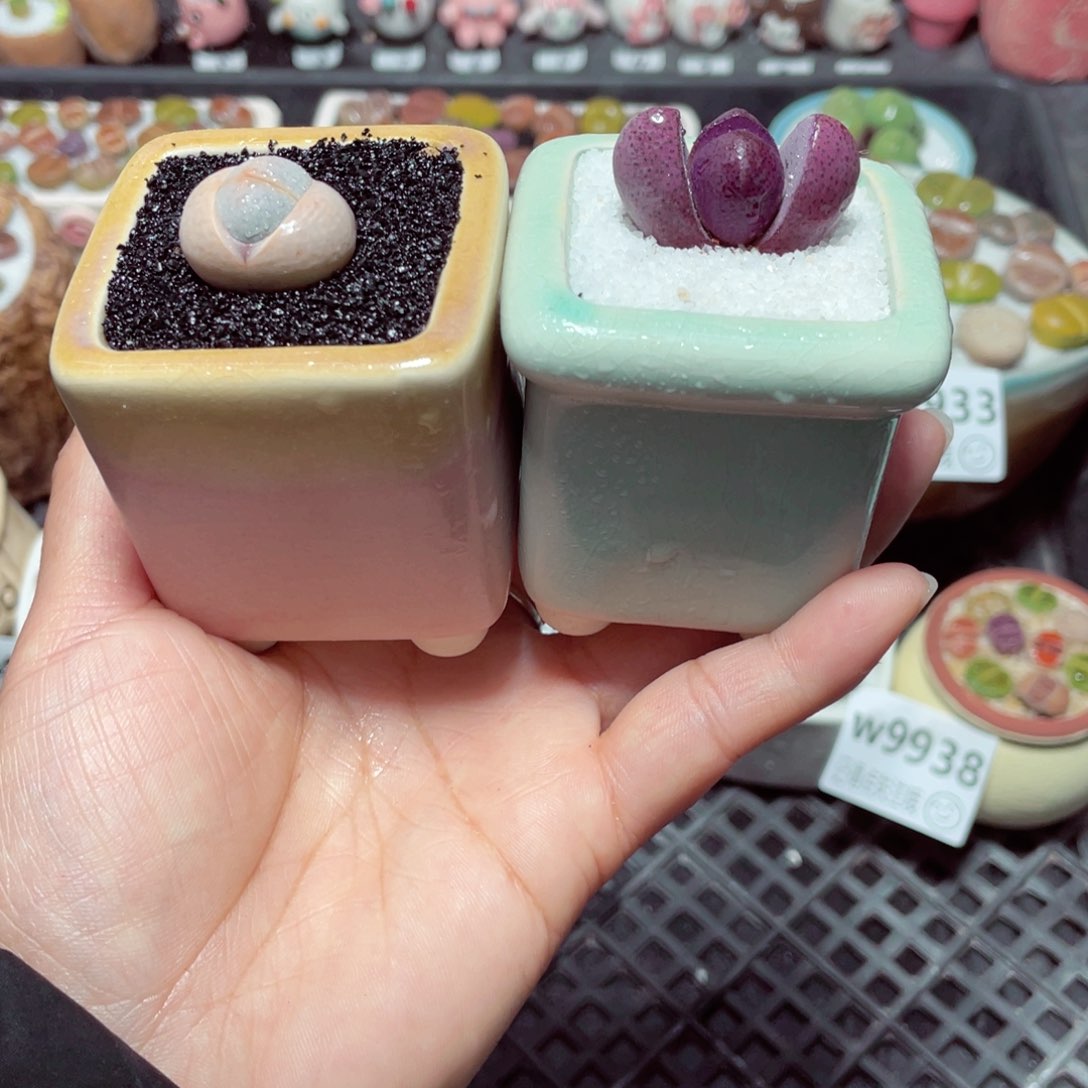 w9942 带盆土发货-零下地区拍保温箱