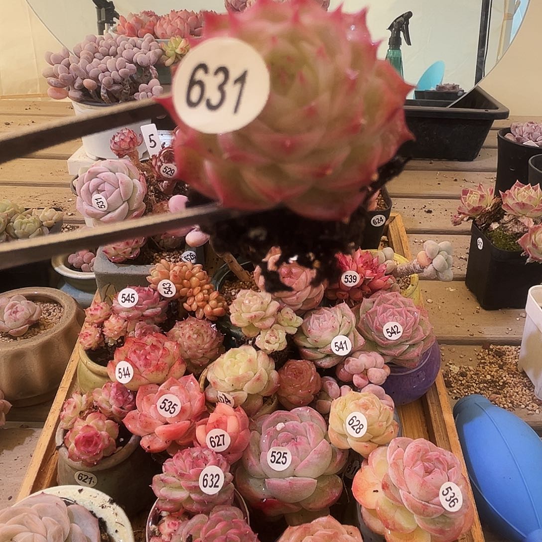 多肉植物一物一拍631