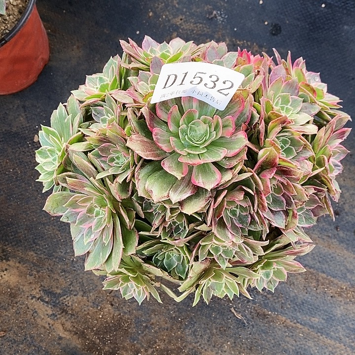 1532万花筒多肉植物