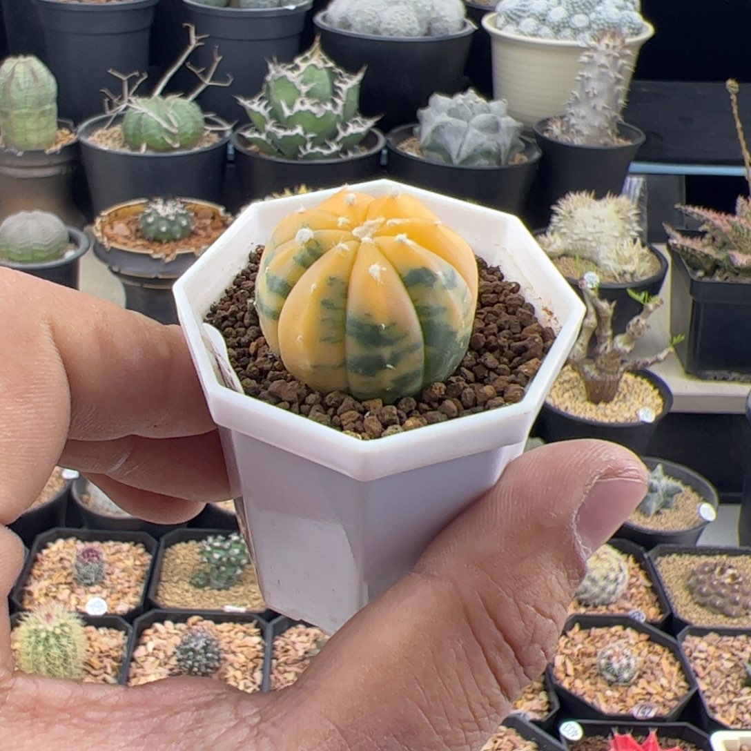 用***3小兜锦实生一物一拍