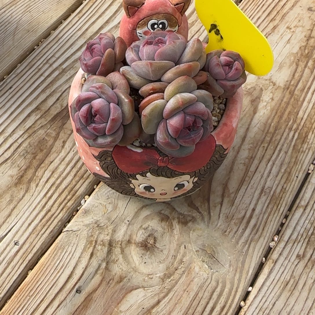 t***fTm突尼斯发货多肉