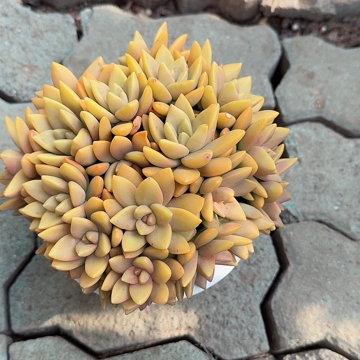 黄金布丁多肉植物