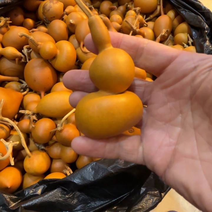 彼***阳太阳的太阳的一把中华文件夹带走