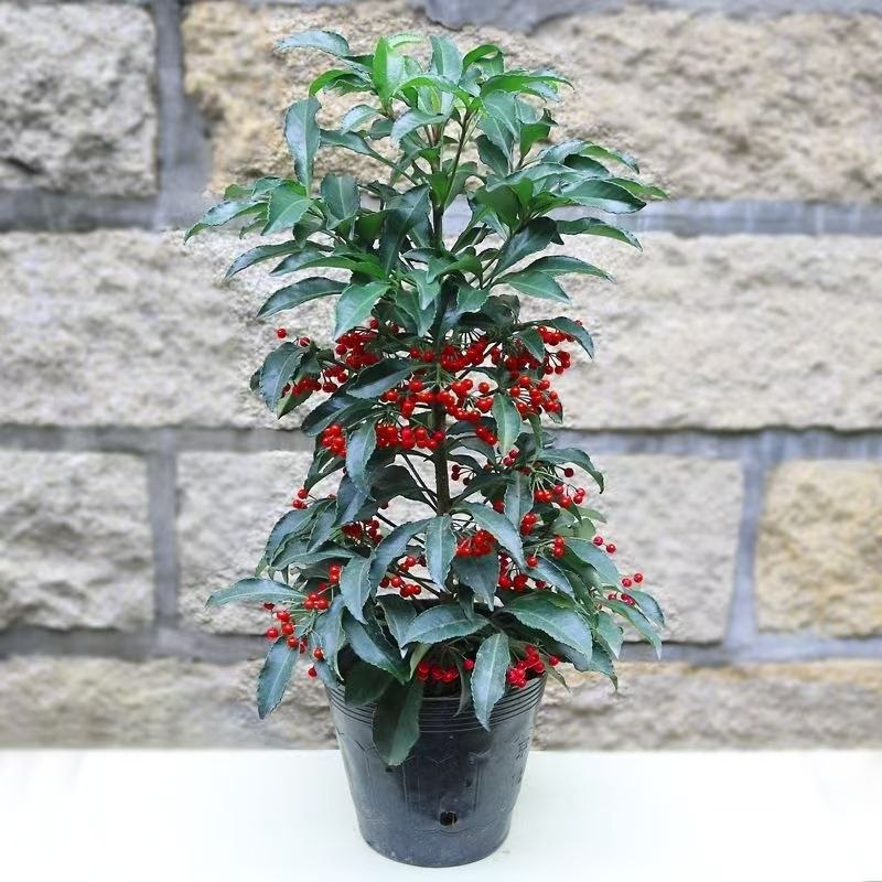 精品带红果富贵籽万两绿植金玉满堂盆栽植物办公室花卉盆栽