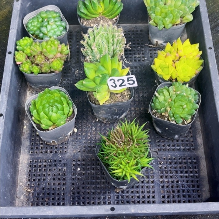 雨露10棵325 一物的图如图带盆