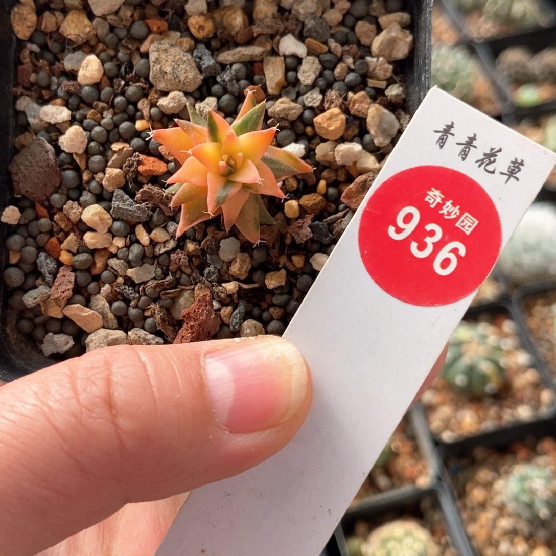 实生帝冠锦2.4cm一棵仙人球