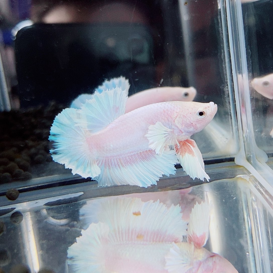 斗鱼蓝54号绣球将军