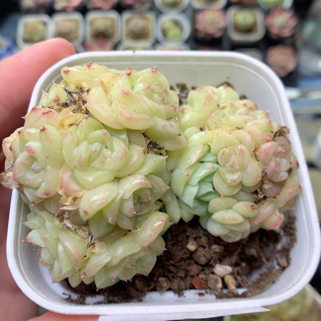 S6两群白天鹅，20包邮两天凑单偏远不发货