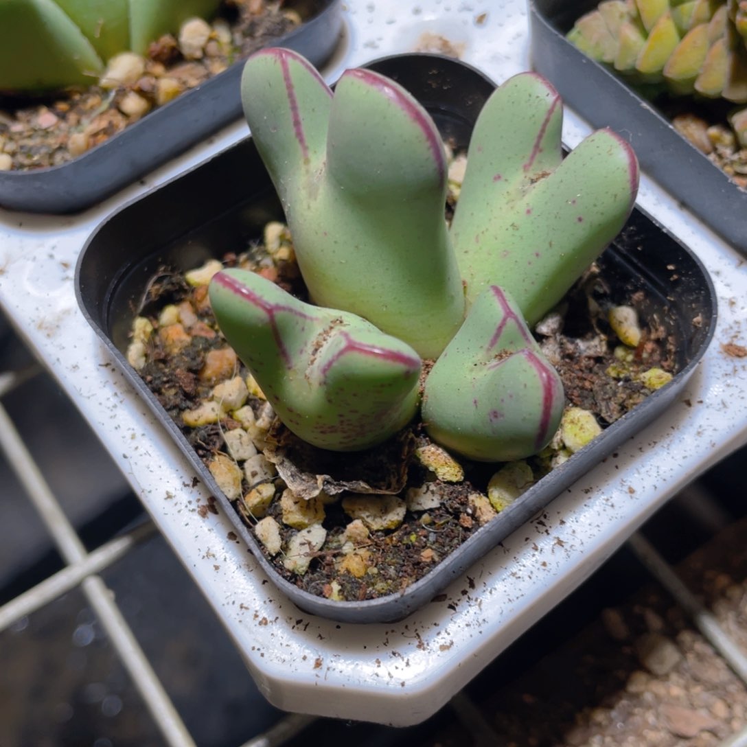 少将多肉9.9包邮