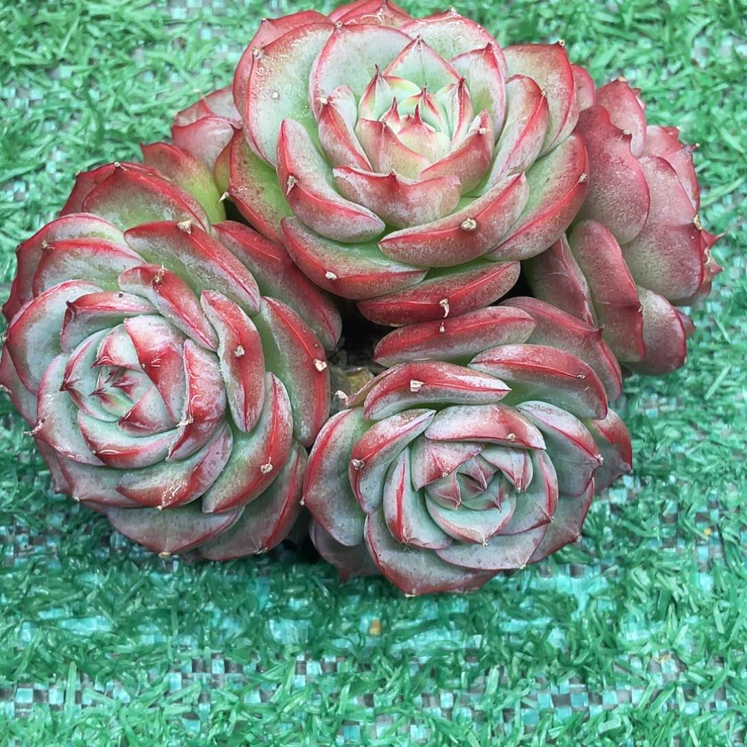 默***侧影一物一拍28包邮非偏远