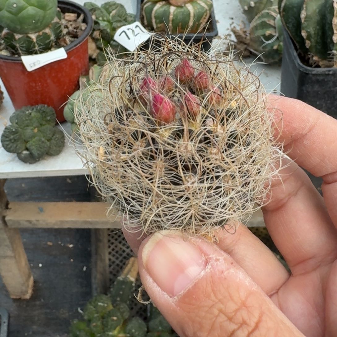 【闪购商品】实生混乱玉
