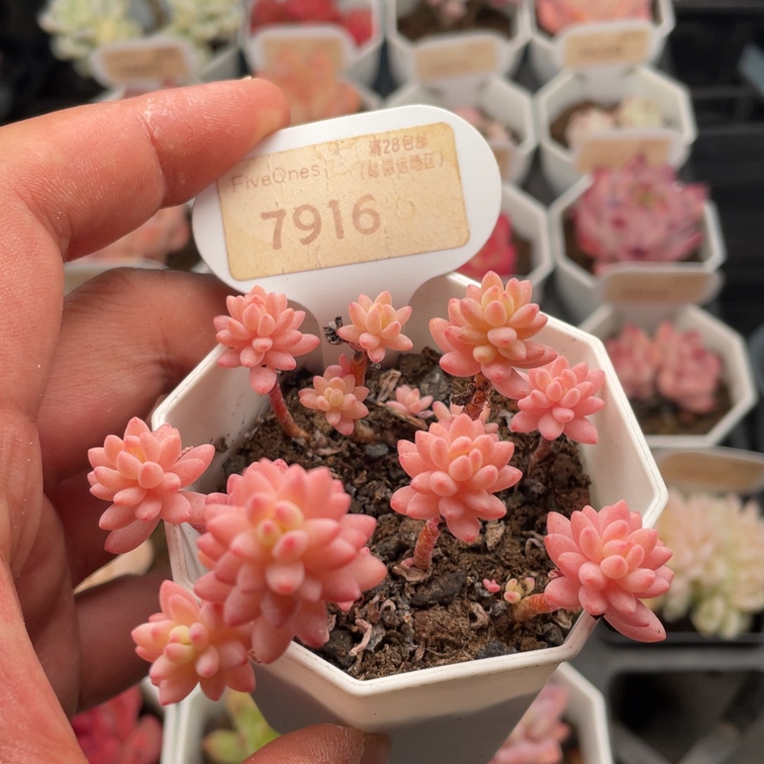 花团锦7916不包整