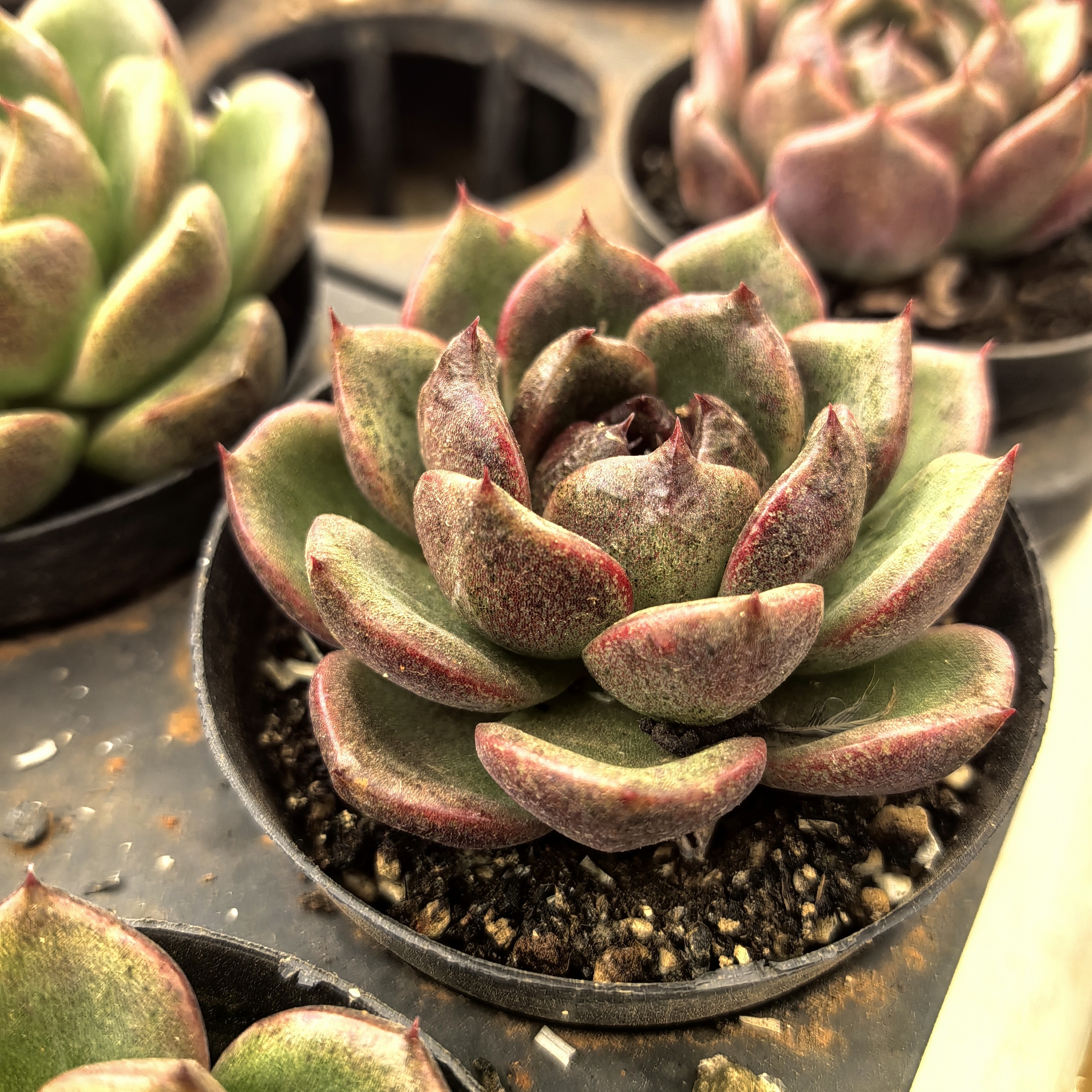 【清仓】黑玫瑰-单颗多肉