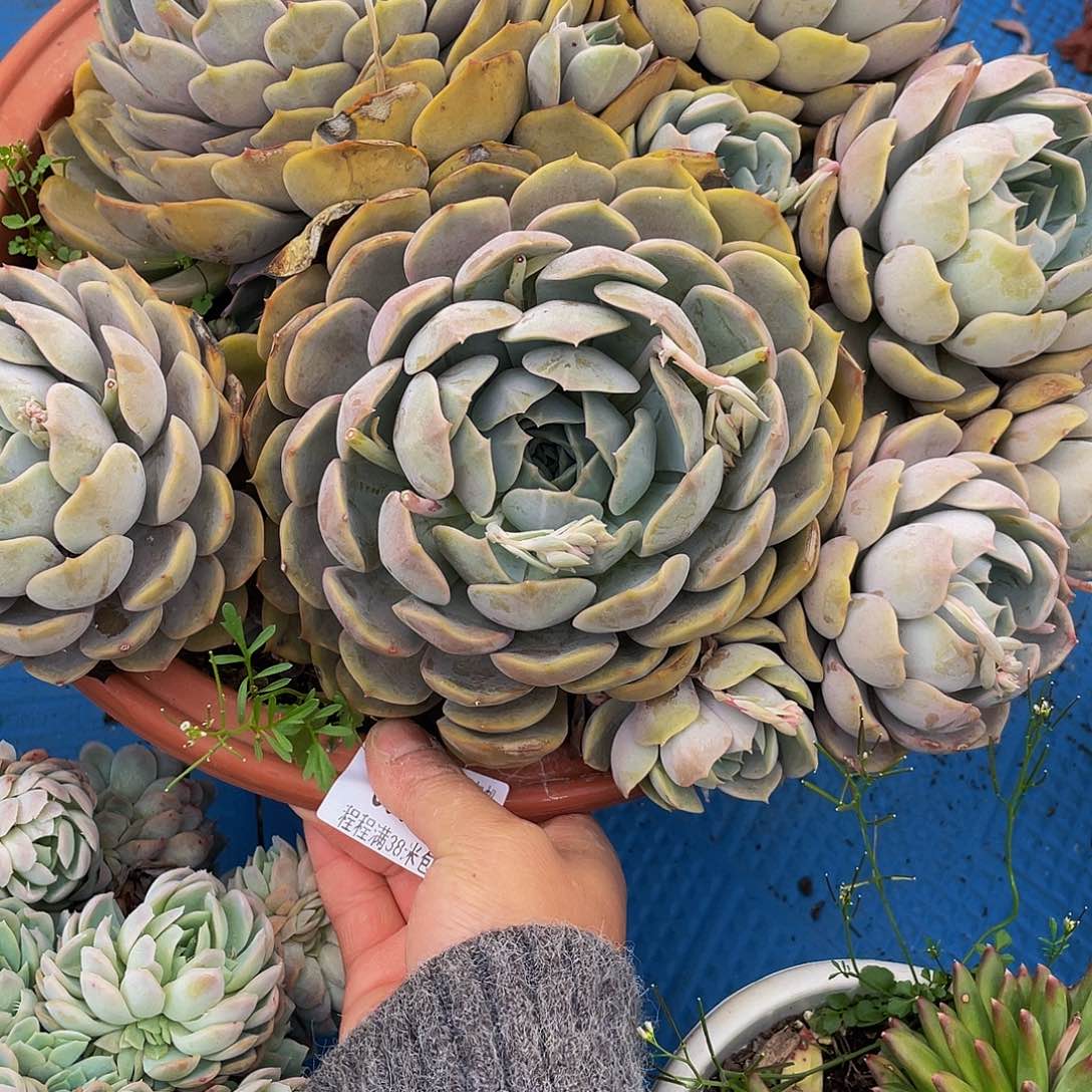 夏*?菲欧娜60061多肉