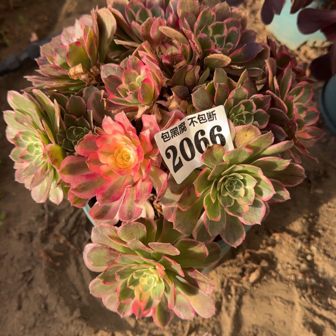 16-13法师丘比特2066