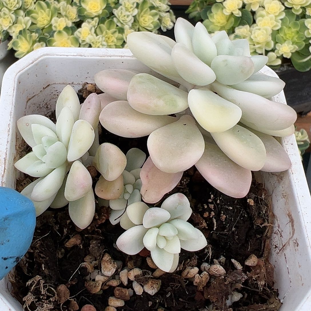 雪酪蛋糕锦覆轮锦